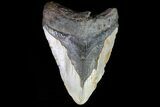 Bargain, Megalodon Tooth - North Carolina #76229-1